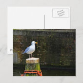 Meeuw Briefkaart (Voorkant / Achterkant)