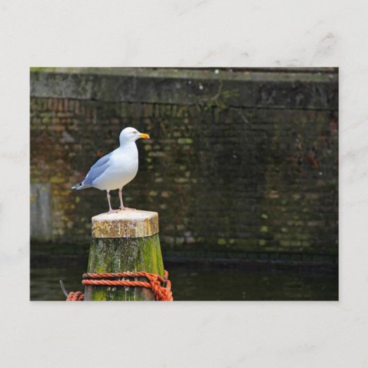 Meeuw Briefkaart (Voorkant)