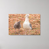 Meeuw en kuiken canvas afdruk (Voorkant)