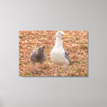 Meeuw en kuiken