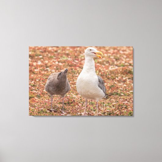 Meeuw en kuiken canvas afdruk (Voorkant)