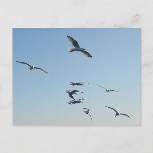 meeuw feestdagenkaart (Voorkant)