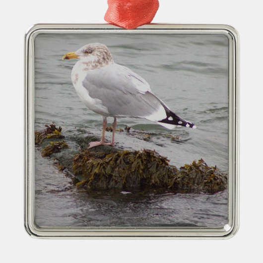 Meeuw Foto Ornament (Voorkant)