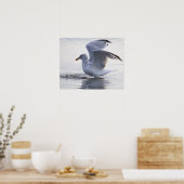 Meeuw Foto Poster (Keuken)