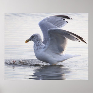 Meeuw Foto Poster