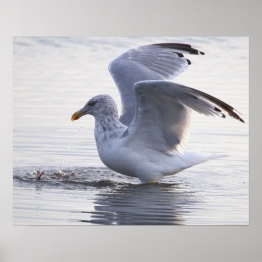 Meeuw Foto Poster (Voorkant)