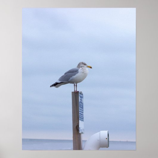 Meeuw Foto Poster (Voorkant)