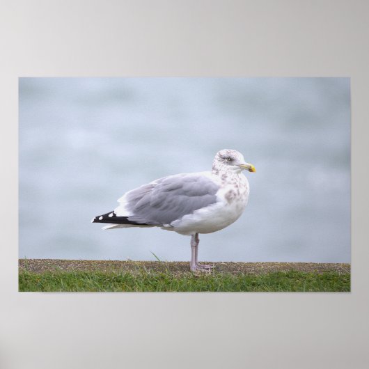 Meeuw Foto Poster (Voorkant)
