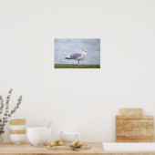 Meeuw Foto Poster (Keuken)