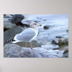 Meeuw Foto Poster
