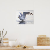 Meeuw Foto Poster (Keuken)