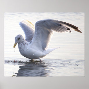 Meeuw Foto Poster