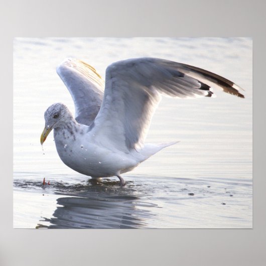 Meeuw Foto Poster (Voorkant)