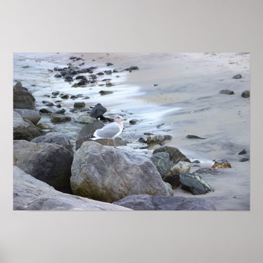 Meeuw Foto Poster (Voorkant)