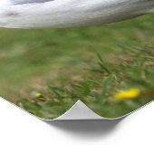 Meeuw Foto Poster (Hoek)