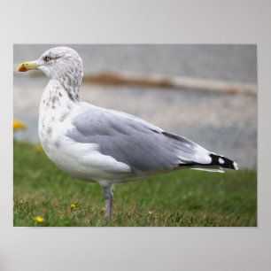 Meeuw Foto Poster