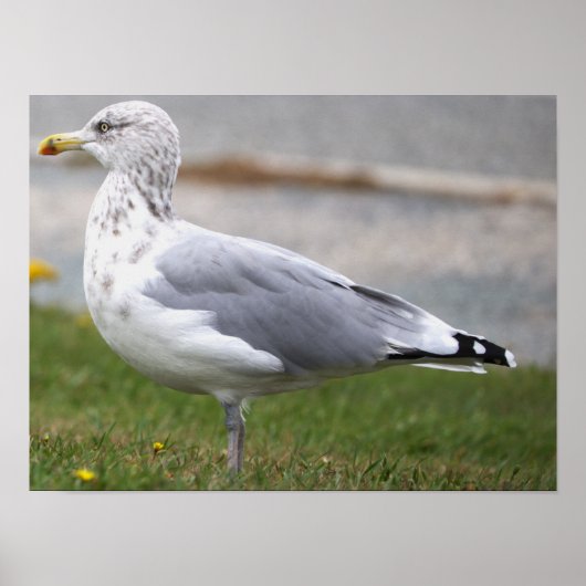 Meeuw Foto Poster (Voorkant)