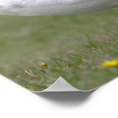 Meeuw Foto Poster (Hoek)