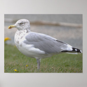 Meeuw Foto Poster