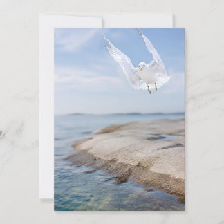 Meeuw Fotografiekaart, Kustnatuur Cadeau, Ins Bedankkaart