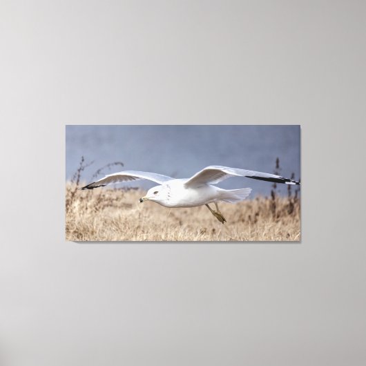 Meeuw in vlucht canvas afdruk (Voorkant)