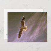 Meeuw in vlucht op een bewolkte achtergrond briefkaart (Voorkant / Achterkant)
