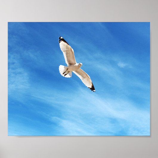 Meeuw in vlucht poster (Voorkant)