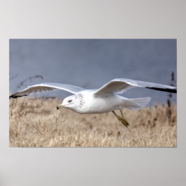 Meeuw in vlucht poster