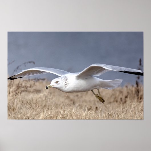 Meeuw in vlucht poster (Voorkant)
