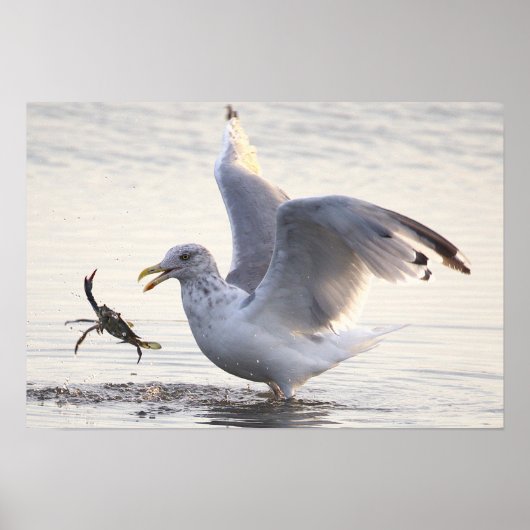 Meeuw Krab Visserij Foto Poster (Voorkant)