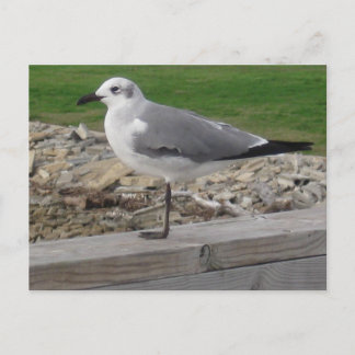 Meeuw Kunst Originele Strand Fotografie Briefkaart