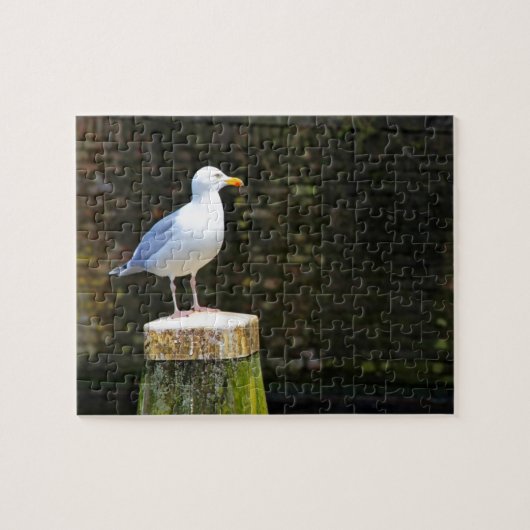 Meeuw Legpuzzel (Horizontaal)