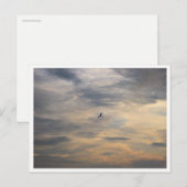 Meeuw Natuurfotografie Briefkaart (Voorkant / Achterkant)