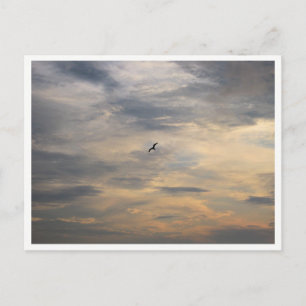 Meeuw Natuurfotografie Briefkaart