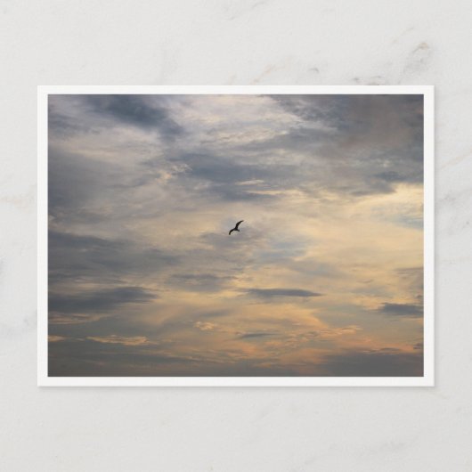 Meeuw Natuurfotografie Briefkaart (Voorkant)