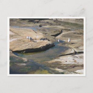 Meeuw Natuurfotografie Briefkaart
