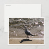Meeuw Natuurfotografie Briefkaart (Voorkant / Achterkant)