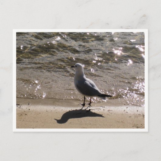 Meeuw Natuurfotografie Briefkaart (Voorkant)