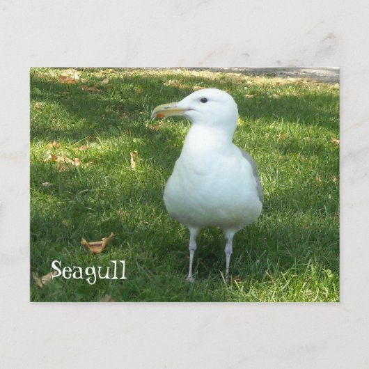 Meeuw op het Gras Briefkaart (Voorkant)