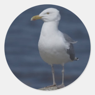 meeuw op rots ronde sticker