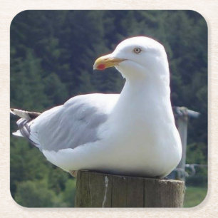 Meeuw Rustend Op Afsluitpaal Aardige Wilde Natuur  Kartonnen Onderzetters