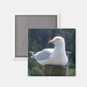 Meeuw Rustend Op Een Afsluitpaal Magneet (Voorkant / Achterkant)