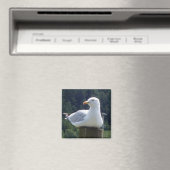 Meeuw Rustend Op Een Afsluitpaal Magneet (Insitu (Vaatwasser))