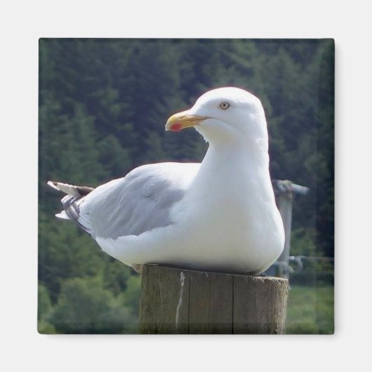 Meeuw Rustend Op Een Afsluitpaal Magneet (Voorkant)