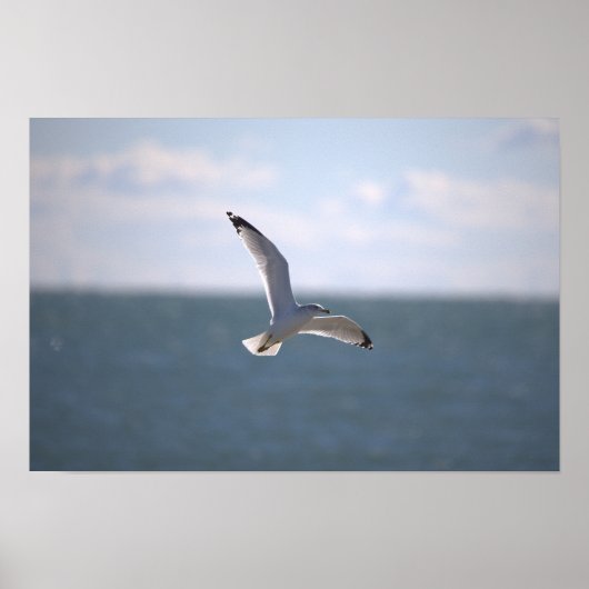 Meeuw Vliegende Foto Poster (Voorkant)