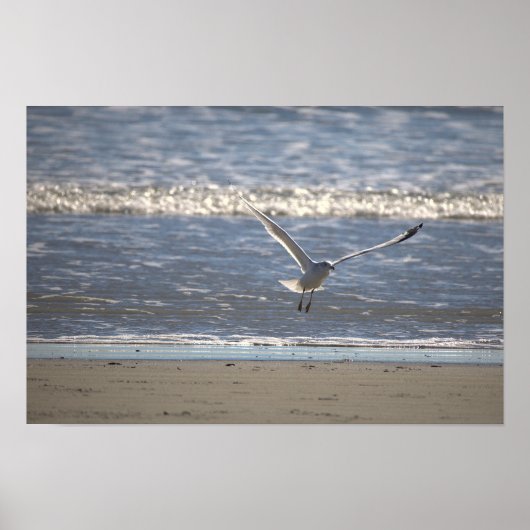 Meeuw Vliegende Foto Poster (Voorkant)