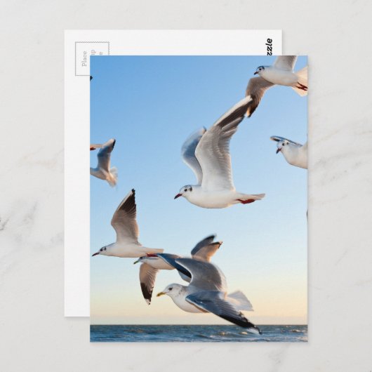 meeuwen-3 briefkaart (Voorkant / Achterkant)