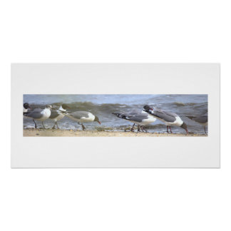 Meeuwen aan de kust Poster