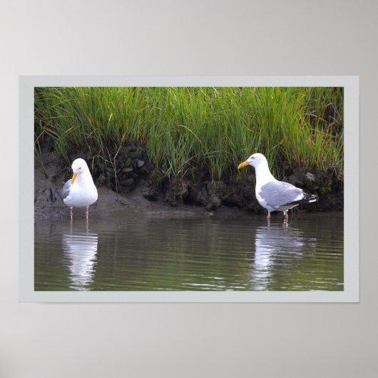 Meeuwen bij het Water Poster (Voorkant)