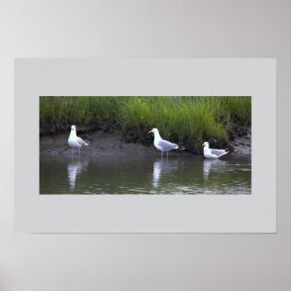 Meeuwen bij het Water Poster